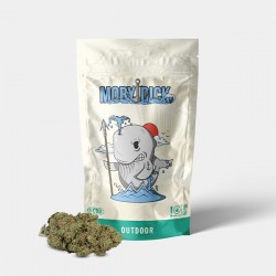 Flores CBD GB Outdoor 'Moby Dick'