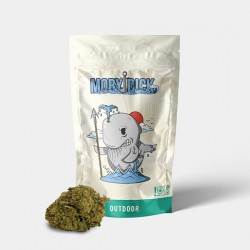 Flores CBD GB Outdoor 'Moby Dick'