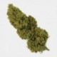 Flores CBD Outdoor 25 g + Neceser Antiolor GB