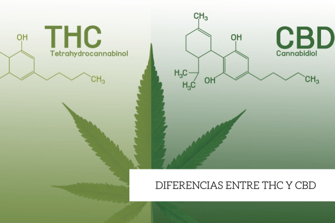 thc y cbd