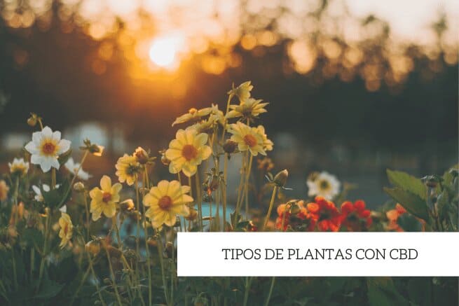 plantas con cbd