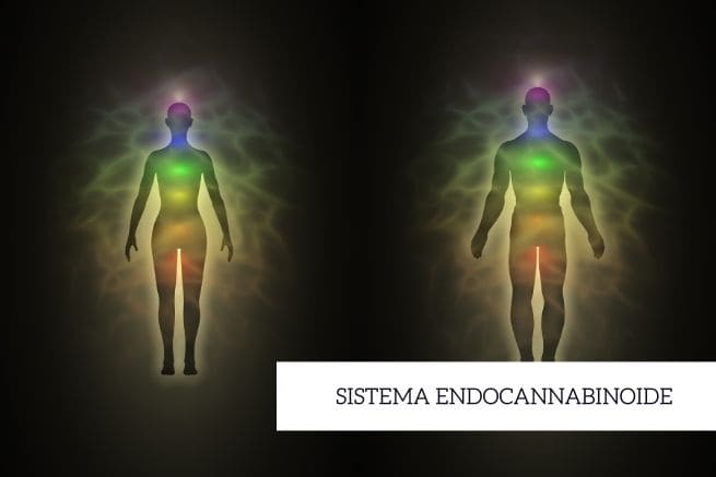 sistema endocannabinoide