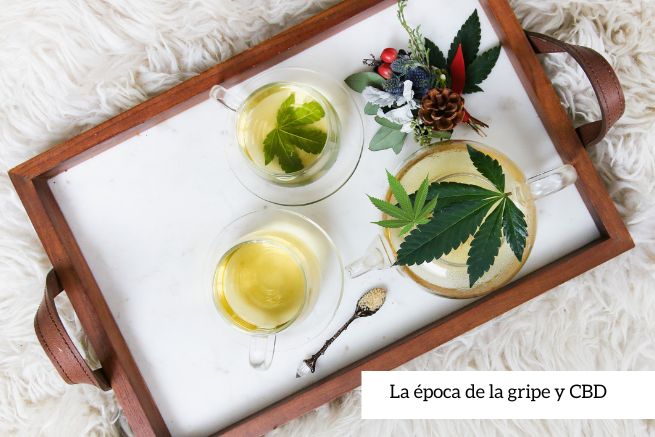 Época de gripe y CBD