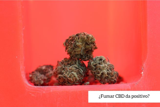 ¿Fumar CBD da positivo?