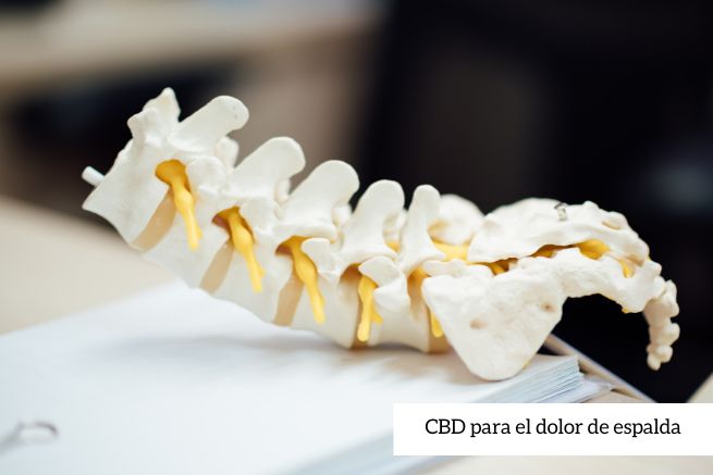 CBD para el dolor