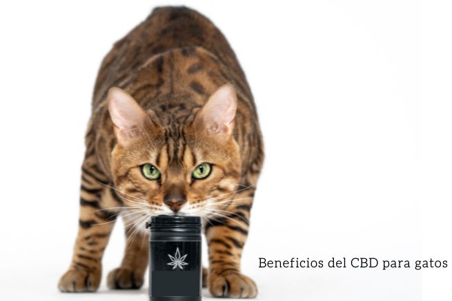 Beneficios CBD para gatos