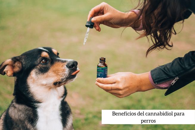 Cannabidiol para perros