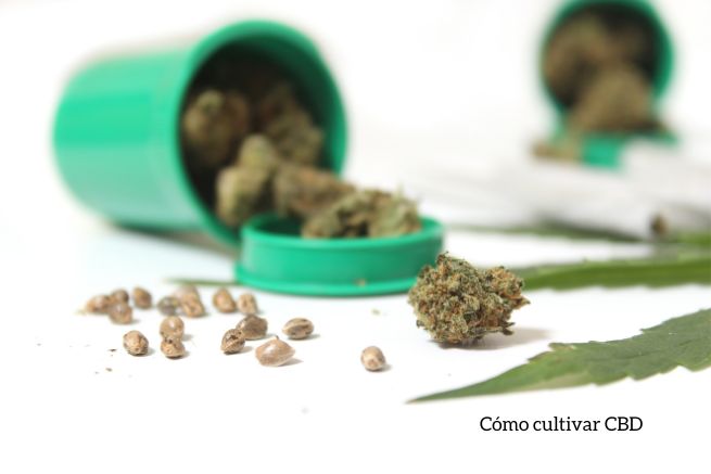 Cómo cultivar CBD