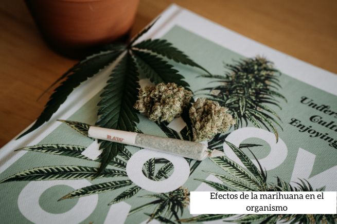 Efectos de la marihuana