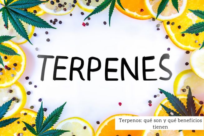 Terpenos qué son y beneficios